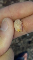 Staphylaea staphylaea