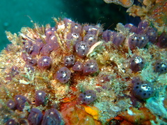 Aplousobranchia