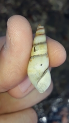 Thiaridae