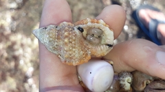 Dulcerana granularis