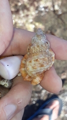 Dulcerana granularis