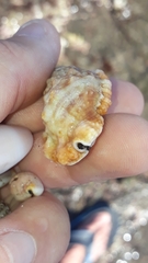 Dulcerana granularis