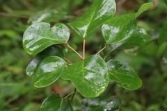 Rhodoleia championii, photograph author not stated, no rights reserved