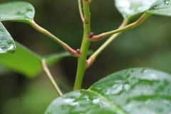 Rhodoleia championii, photograph author not stated, no rights reserved