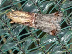 Nephopterix hemibaphes