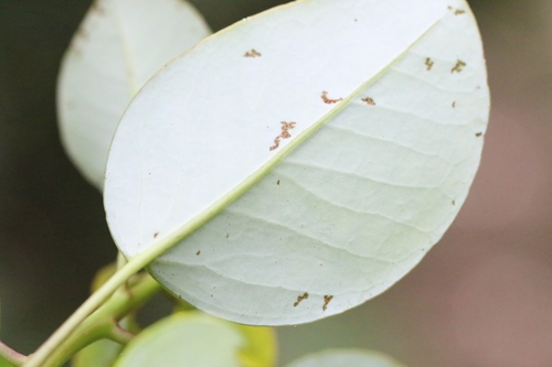 Rhodoleia championii, photograph 5