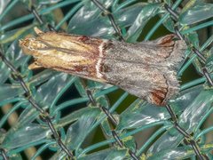 Nephopterix hemibaphes