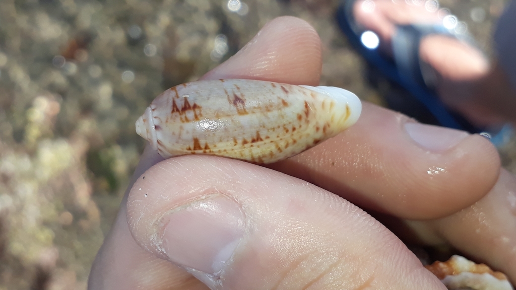 Oliva bulbiformis