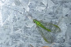 Mallada tripunctatus