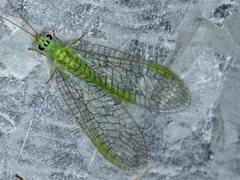 Mallada tripunctatus