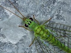 Mallada tripunctatus