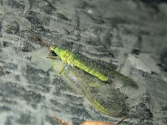 Mallada tripunctatus