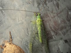 Mallada tripunctatus