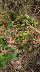Correa reflexa scabridula