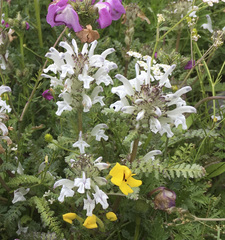 Pedicularis cheilanthifolia