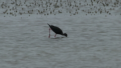 Himantopus novaezelandiae