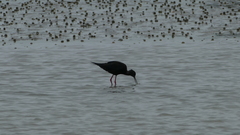 Himantopus novaezelandiae
