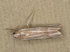 Rhynchopsota delogramma