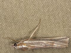 Rhynchopsota delogramma