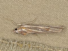 Rhynchopsota delogramma