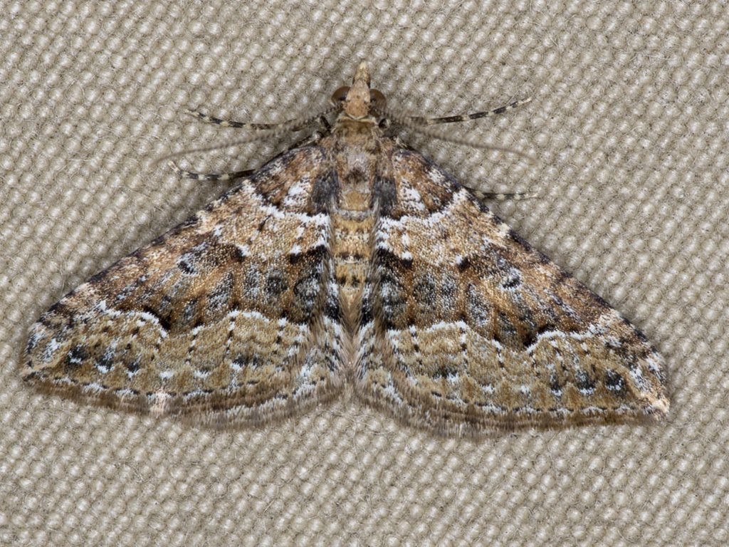 Epyaxa agelasta
