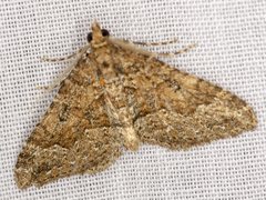Epyaxa agelasta