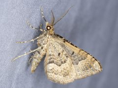 Epyaxa agelasta