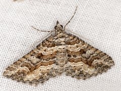 Chrysolarentia plesia