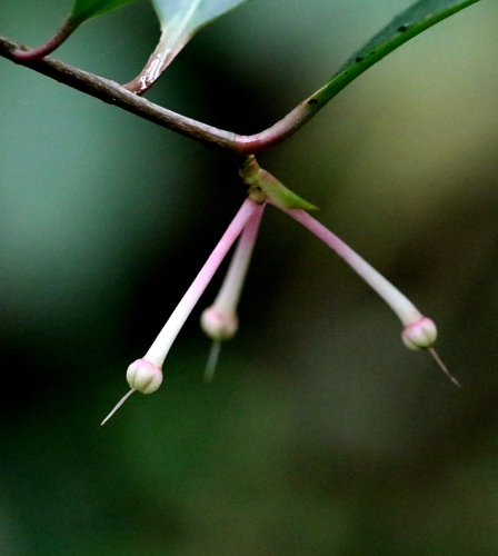Ardisia hanceana, photograph 5