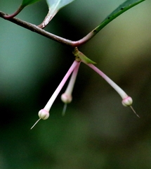 Ardisia hanceana, photograph author not stated, no rights reserved