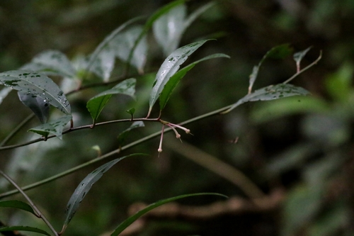 Ardisia hanceana, photograph 6
