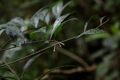 Ardisia hanceana, photograph author not stated, no rights reserved
