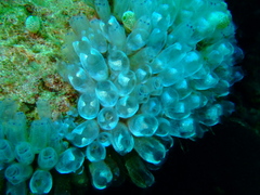 Clavelina obesa