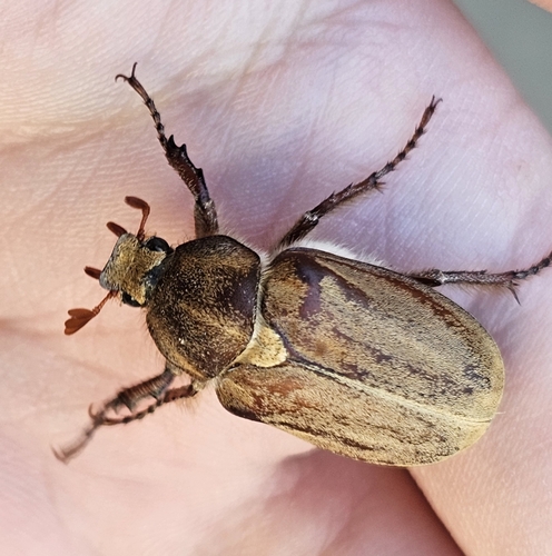 Amblonoxia palpalis (Horn, 1880)