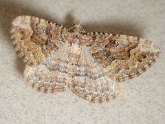 Epyaxa agelasta