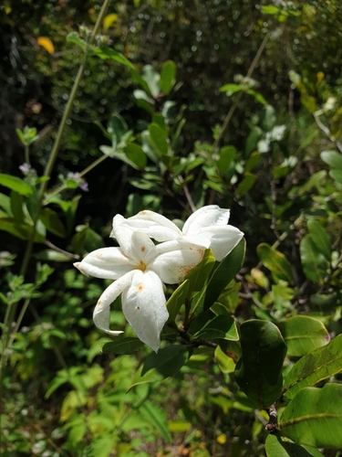 Mascarenhasia lisianthiflora
