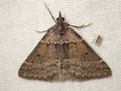 Dichromodes atrosignata