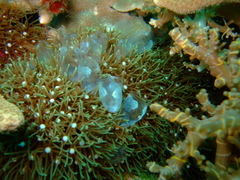 Clavelina obesa