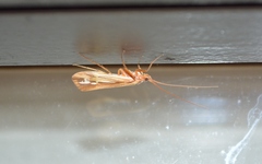 Limnephilus ornatus