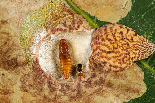 Oak Blotch Miner Moth photo 2