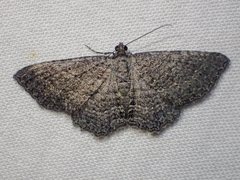 Chrysolarentia squamulata