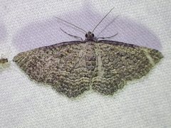 Chrysolarentia squamulata