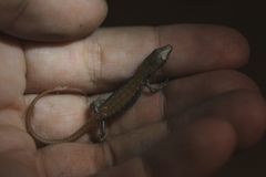 Elgaria multicarinata