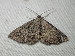 Chrysolarentia squamulata