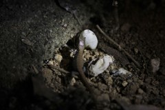 Elgaria multicarinata