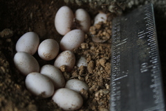 Elgaria multicarinata