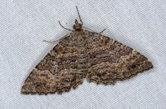 Chrysolarentia bichromata