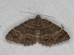 Chrysolarentia bichromata