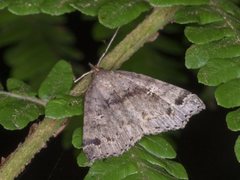 Lithilaria ossicolor