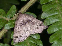 Lithilaria ossicolor